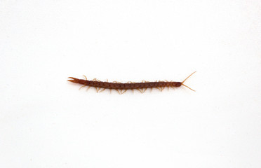 Centipede