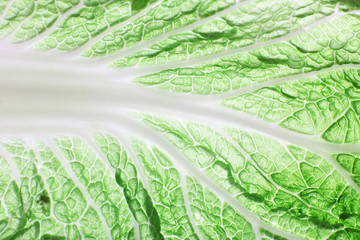 Green cabbage leaf background