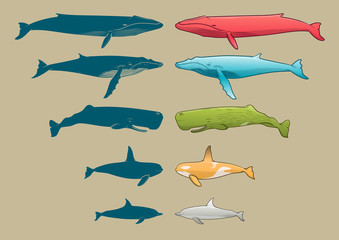 Obraz premium Whale and Dolphin set
