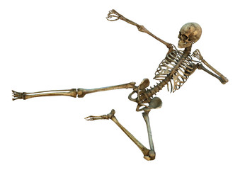 Human Skeleton