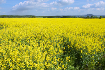 Rape field in early spring in Saxony, Germany.