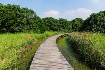 Fototapeta na wymiar Walking path in wetland