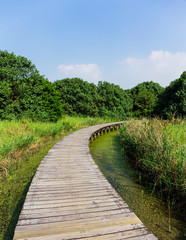 Boardwalk through wetland