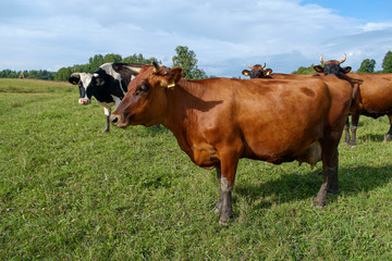 Naklejka na ściany i meble Cows on pasture
