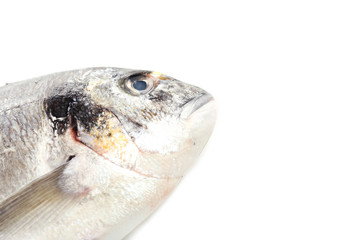 Fresh dorado fish isolated on white