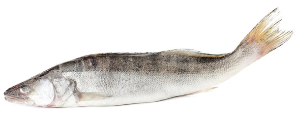 Fresh fish isolated on white