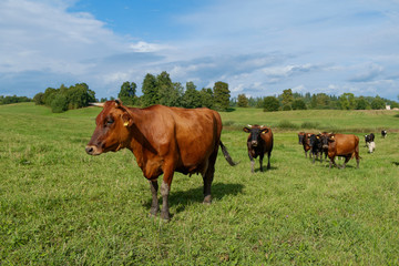 Cows on pasture