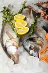 Fresh fish and other seafood on ice