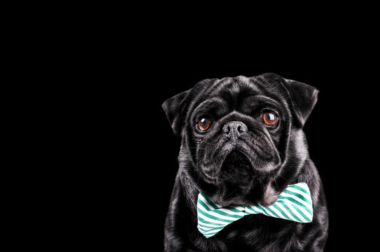 Black Pug with a bow tie