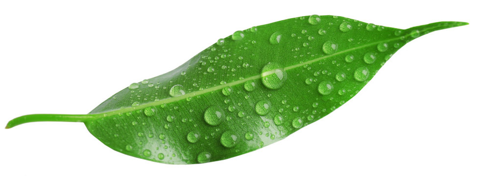 Green leaf isolated on white