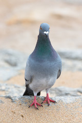 pigeon rocky unturned. Shallow depth of field