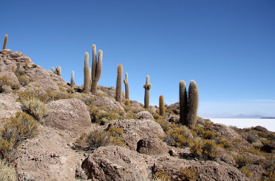 Inca Island with Cactuses in Uyuni salt desert, Bolivia