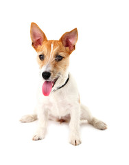 Funny little dog Jack Russell terrier, isolated on white