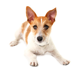 Funny little dog Jack Russell terrier, isolated on white