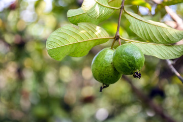 Green guavas