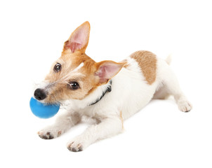 Funny little dog Jack Russell terrier playing with ball,
