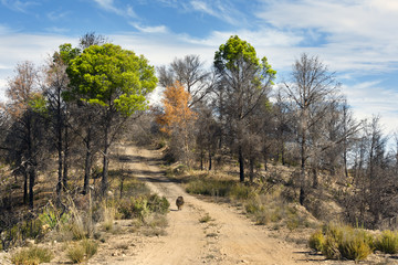 Fototapeta na wymiar Camino en los Cerros del Rincón. Guadalajara.
