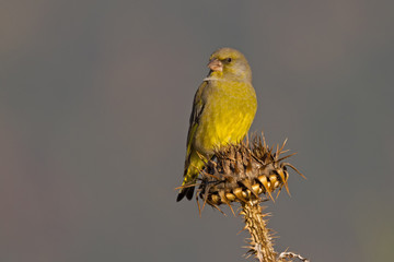 Male European Greenfinch