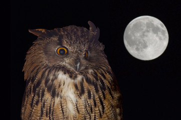 eagle owl
