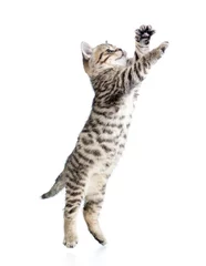 Papier Peint photo Lavable Chat jumping scottish kitten
