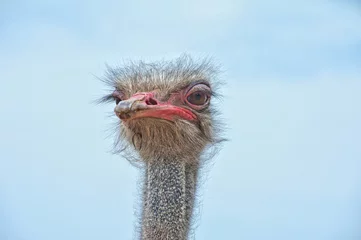 Velvet curtains Ostrich ostrich