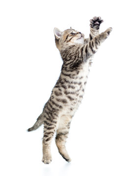 Fototapeta jumping scottish kitten