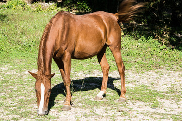 Obraz premium cavallo che bruca