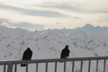 Alpine daw against mountains. Titlis, Engelberg, Switzerland