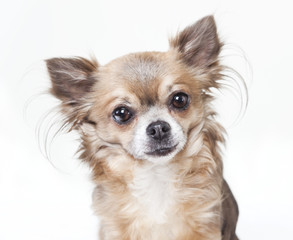 Obraz premium chihuahua head isolated