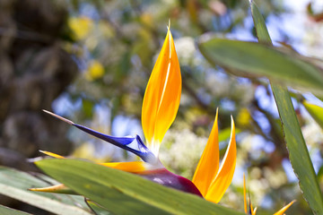Obraz premium Strelitzia reginae
