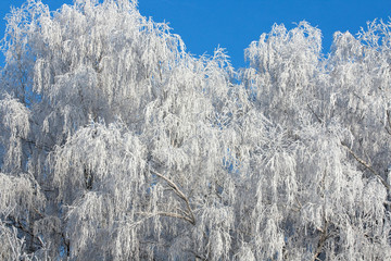 Snow covered rimed branches of trees 