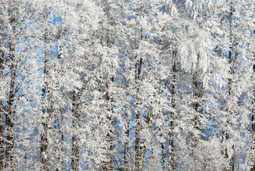 Snow covered rimed branches of trees 