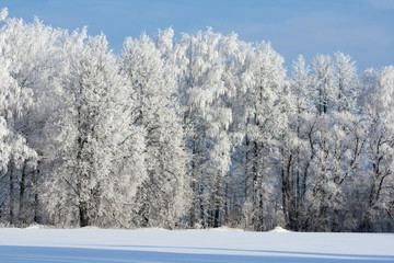 Snow covered rimed trees