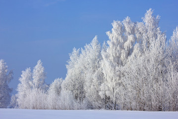 Snow covered rimed trees