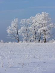 Snow covered rimed trees