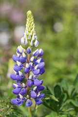 Lupinus polyphyllus