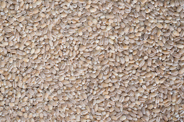 food background of beige grain barley