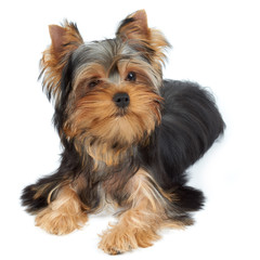 Lovely and cute puppy