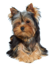 Adorable and charming dog