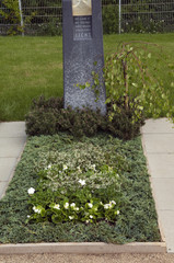 Wacholder, Juniperis horizontalis, Blue, Chip,