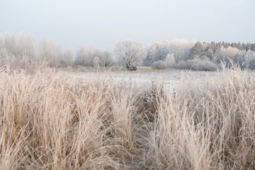 Obraz premium Дорога к замёрзшему пруду