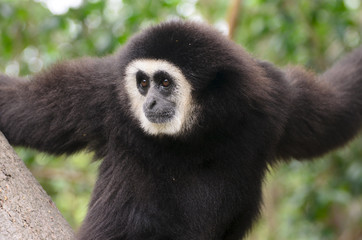 Fototapeta premium Silver Gibbon Closeup