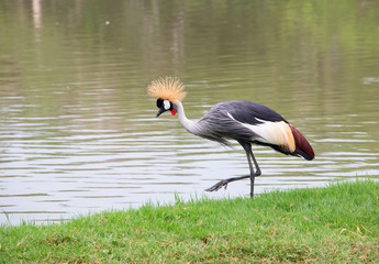Grey Crowned Crane, Balearica Regulorum, posting near  water
