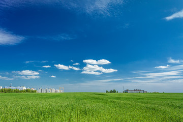 Obraz premium field of green grass and city on the horizon