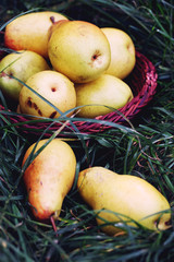 pears on the grass