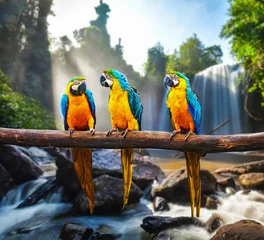 Abwaschbare Fototapete Papagei Blau-Gelber Ara Ara ararauna