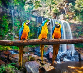 Selbstklebende Fototapete Papagei Blau-Gelber Ara Ara ararauna