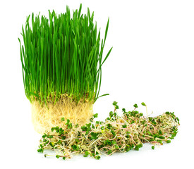 Wheatgrass with green radish