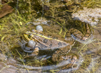 Frog
