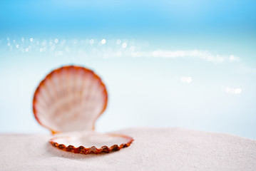 tropical sea  shell on white Florida beach sand under the sun li